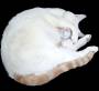 alphablogarchiv:schlafende_katze_klein-1.jpeg